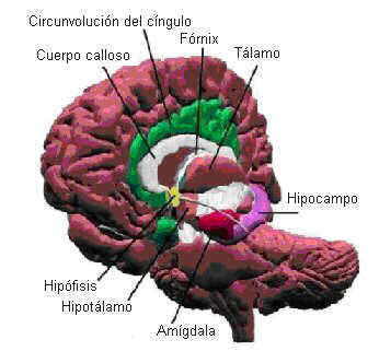 Cómo actúan los aceites esenciales, aromaterapia y partes del cerebro