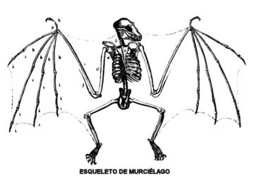 skeletto-wrcielagowos