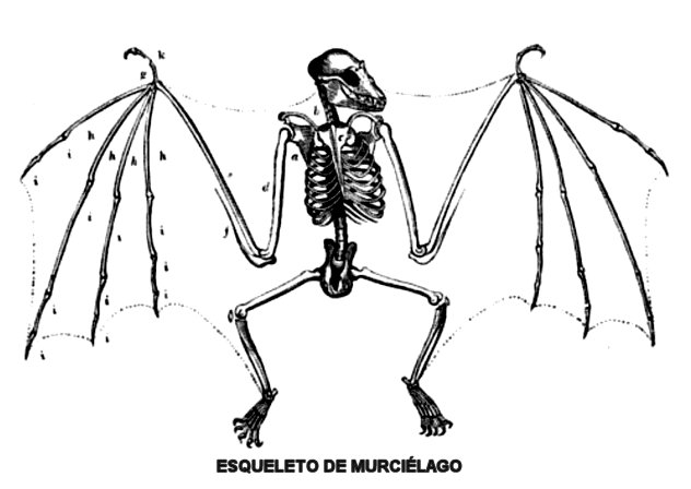 skeletto-wrcielagowos