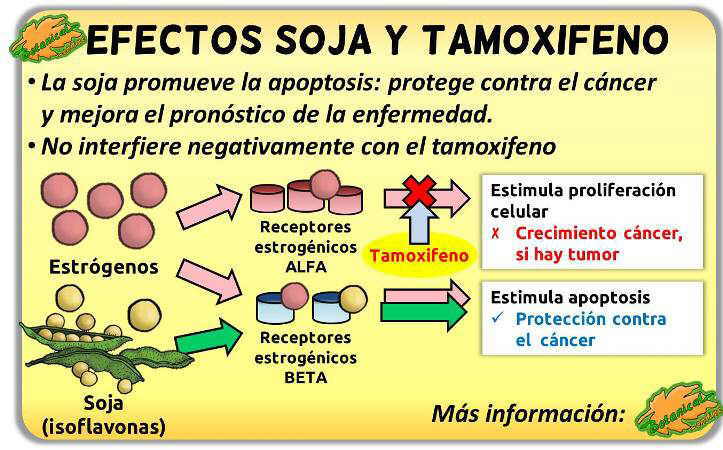 contraindicaciones peligros soja medicamentos cancer mama tamoxifeno utero efecto