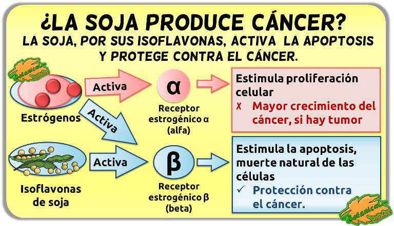 soja efectos cáncer de mama utero prostata