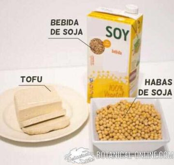 productos de soja: tofu bebida soja habas soja