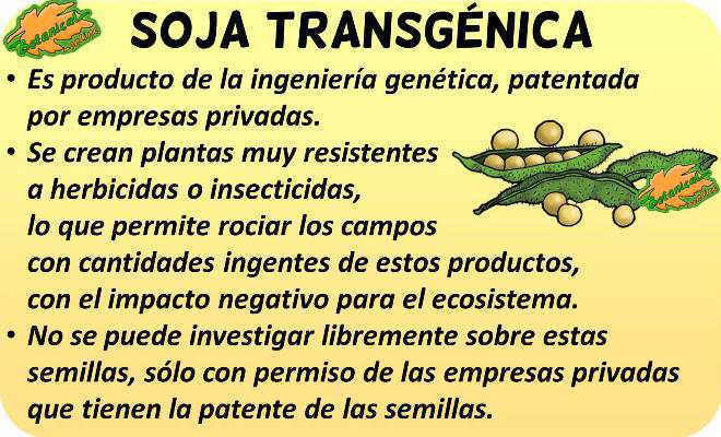 soja transgenica