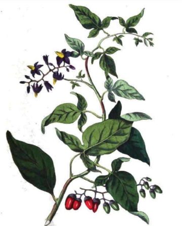 dulcamara (Solanum dulcamara)