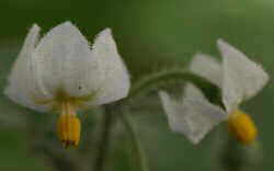 Solanum nigum L. flores