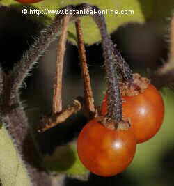 Solanum nigum L. frutos