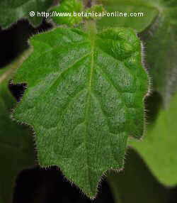 Solanum nigum L. hojas