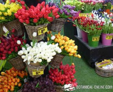 souvenirs tulipanes