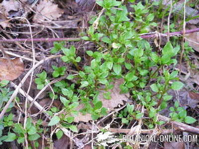 stellaria media pamplina