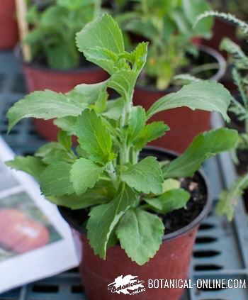 stevia planta dulce