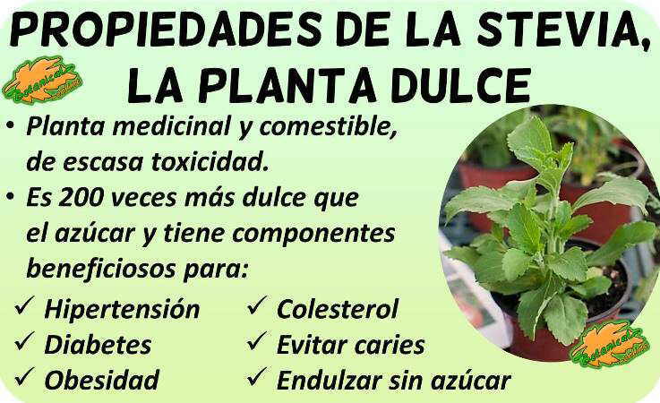 planta estevia propiedades medicinales stevia rebaudiana