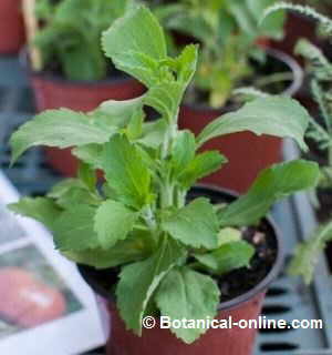 planta fresca de stevia