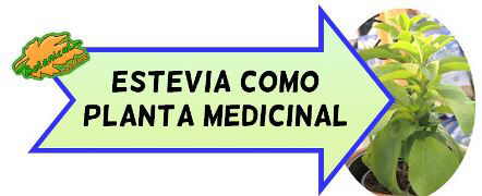 stevia planta medicinal