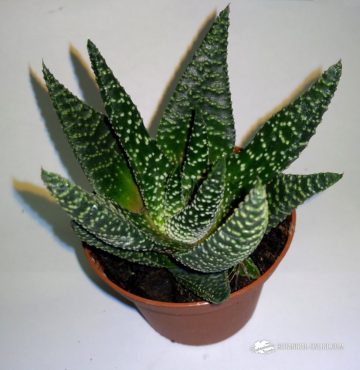 Haworthia attenuata