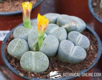 lithops