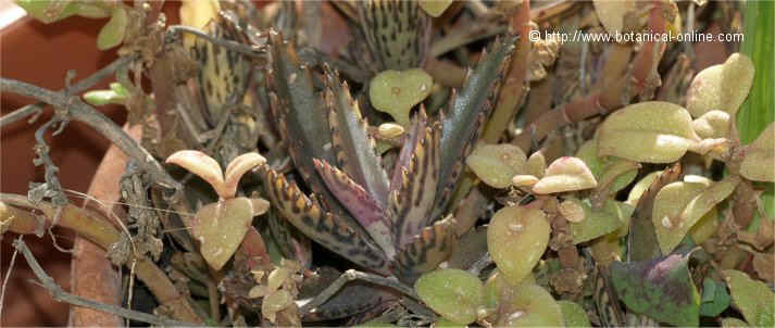 plantas kalanchoe