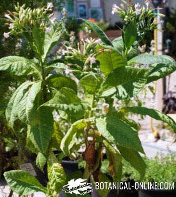 albahaca plantada al lado de una col