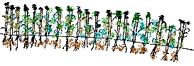 tallos herbáceos