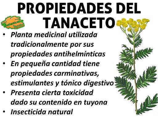 propiedades medicinales y curativas del tanaceto, planta medicinal