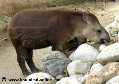 Tapir