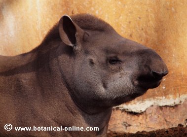 Tapir