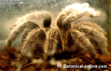 tarantula rosada