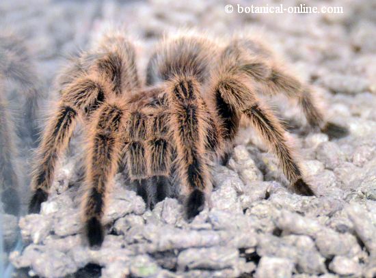 Tarantula Grammostola