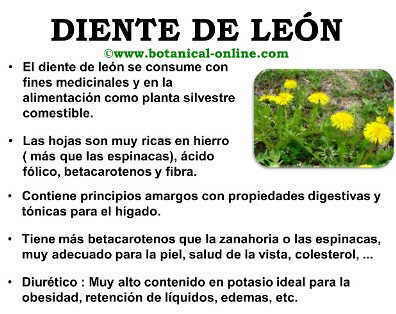 Propiedades del diente de león