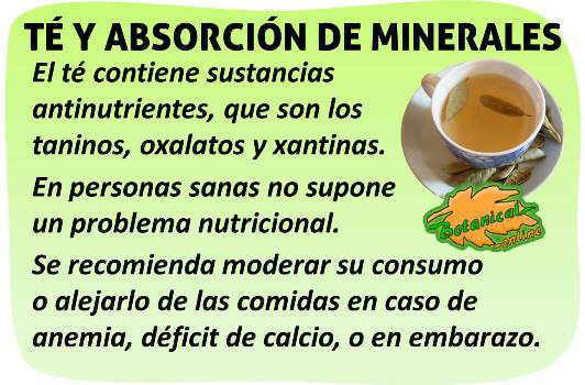 antinutrientes del te verde negro y absorcion de minerales 