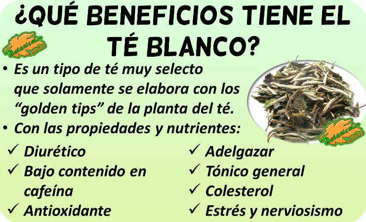 propiedades medicinales del te blanco y beneficios