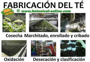 proceso de fabricación del té en una tea factory pasos