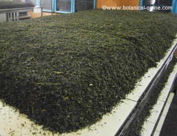 Fermentación del té verde ( Camellia sinensis)