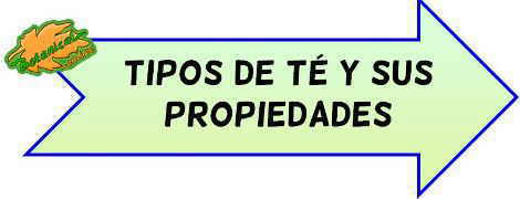 tipos de te y sus propiedades