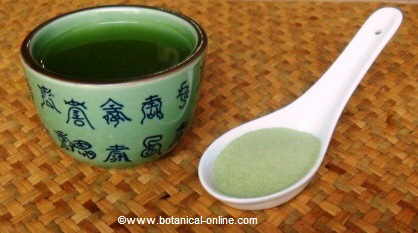 Té matcha o polvo de té