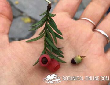 Foto de hojas, semillas arilo y frutos de tejo