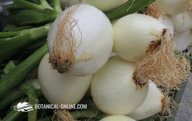 Foto de cebollas tiernas. 