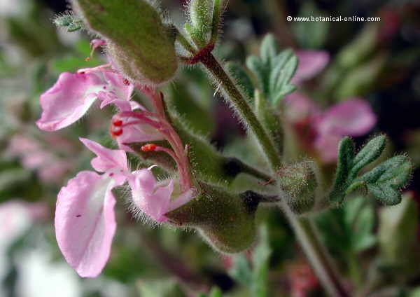 Teucrium chamaedrys