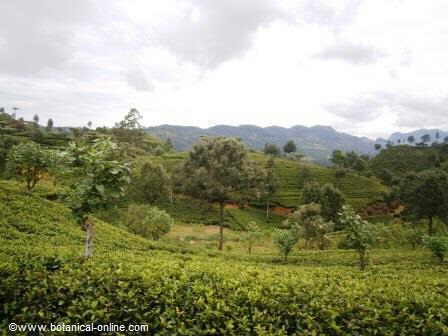 Asociacion cultivo té ( Camellia sinensis)