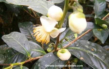 Flor de té verde ( Camellia sinensis)