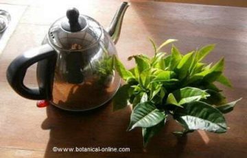 Infusión de té verde