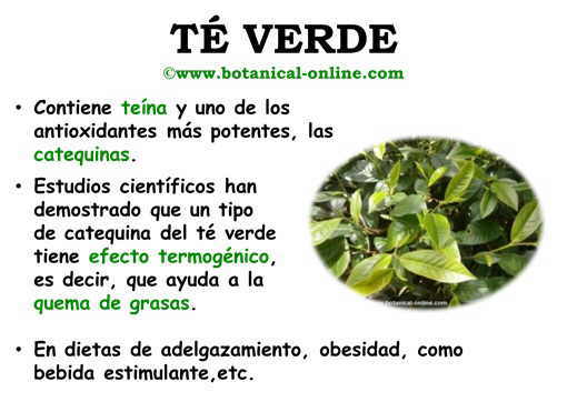 Propiedades del té verde