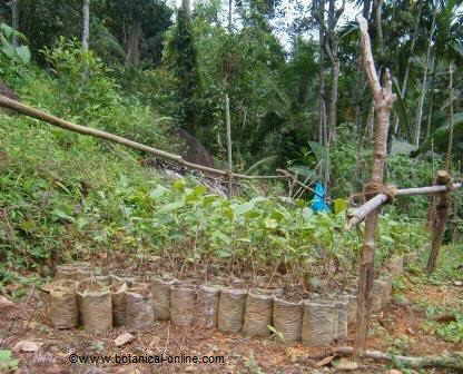 Cultivo de té por esquejes