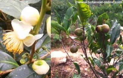 Flor y fruto de té verde