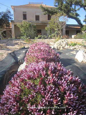 Detalle general de thymus moroderi - cantahueso