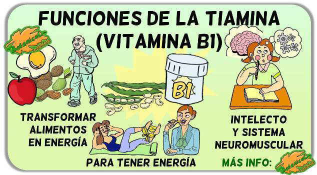 propiedades funciones tiamina vitamina b 1