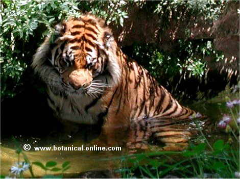 Tigre2