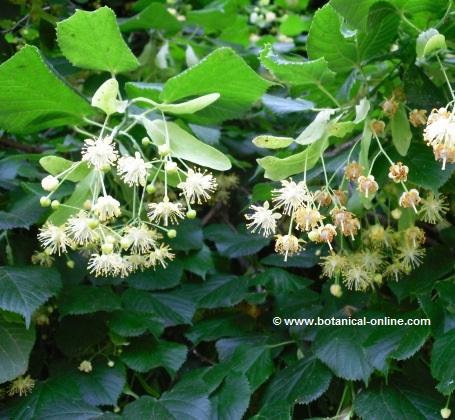 Flores de tilo, tila