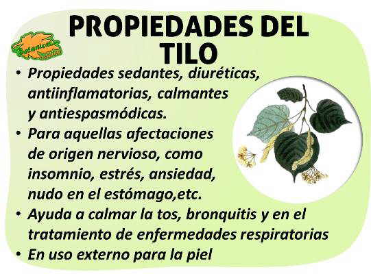 Propiedades medicinales y beneficios del tilo tila planta medicinal