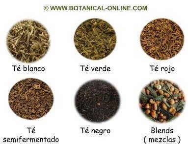 Tipos de té