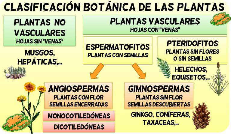 tipos de plantas clasificacion botanica